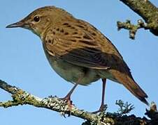 Common Grasshopper Warbler