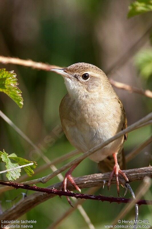 Common Grasshopper Warbler male adult breeding