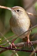 Common Grasshopper Warbler