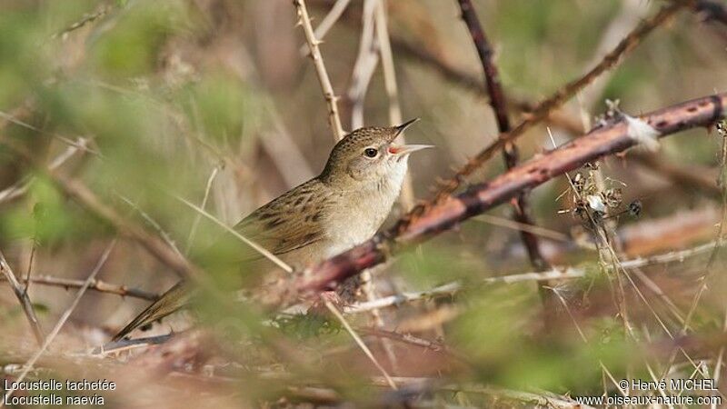 Common Grasshopper Warbler male adult breeding