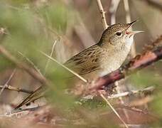 Common Grasshopper Warbler