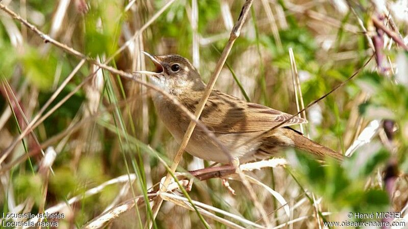 Common Grasshopper Warbler male adult breeding