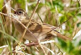 Common Grasshopper Warbler