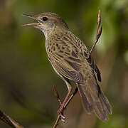 Common Grasshopper Warbler