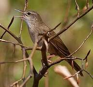 Common Grasshopper Warbler