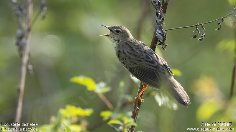 Common Grasshopper Warbler male adult
