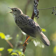 Common Grasshopper Warbler