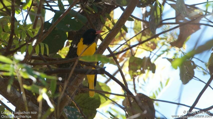 Black-hooded Oriole