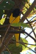 Black-hooded Oriole