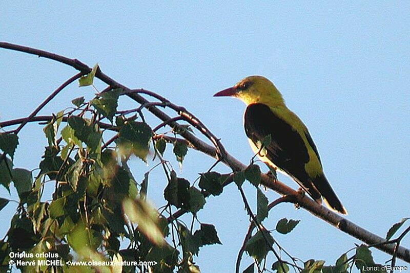 Eurasian Golden Oriole