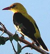 Eurasian Golden Oriole