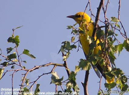 Eurasian Golden Oriole