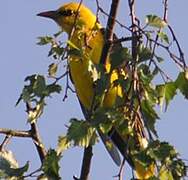 Eurasian Golden Oriole