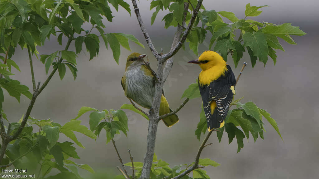 Eurasian Golden Orioleadult breeding, Behaviour