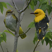 Eurasian Golden Oriole