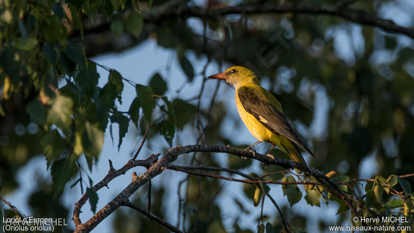 Eurasian Golden Oriole female