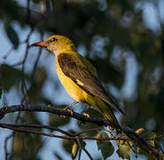 Eurasian Golden Oriole