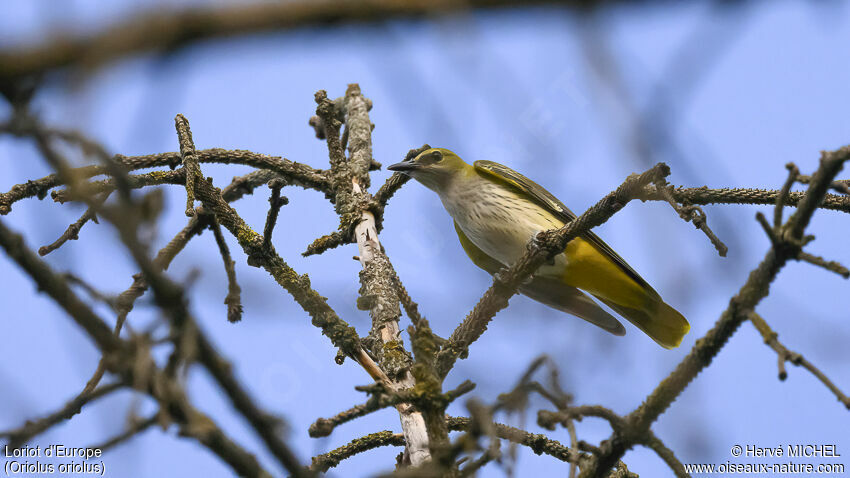 Eurasian Golden Oriolejuvenile