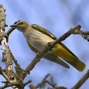 Eurasian Golden Oriole