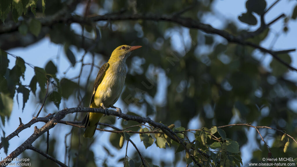 Eurasian Golden Oriole female