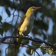 Eurasian Golden Oriole