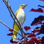 Eurasian Golden Oriole