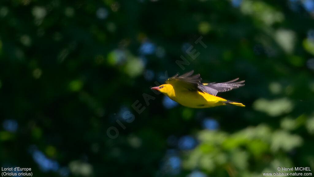 Eurasian Golden Oriole male adult breeding