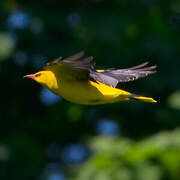 Eurasian Golden Oriole
