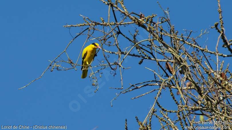 Black-naped Oriole male adult