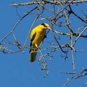 Black-naped Oriole