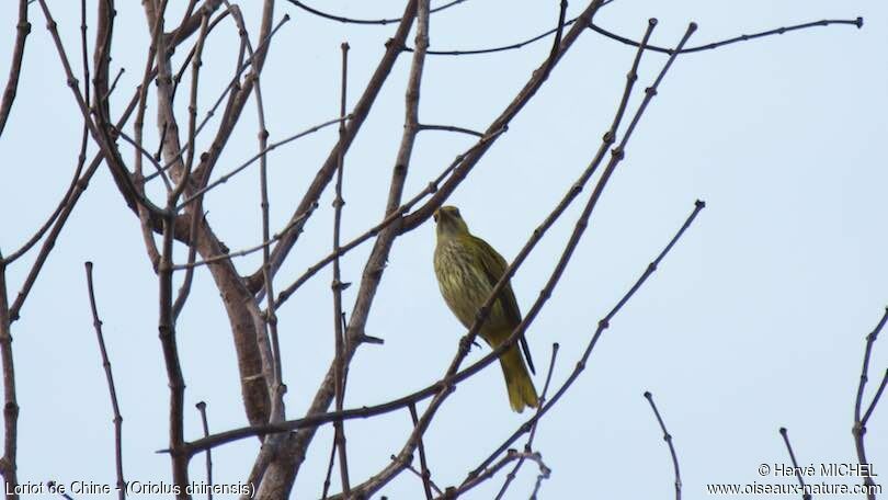 Black-naped Oriole female