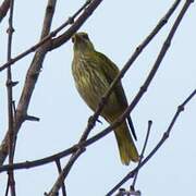 Black-naped Oriole