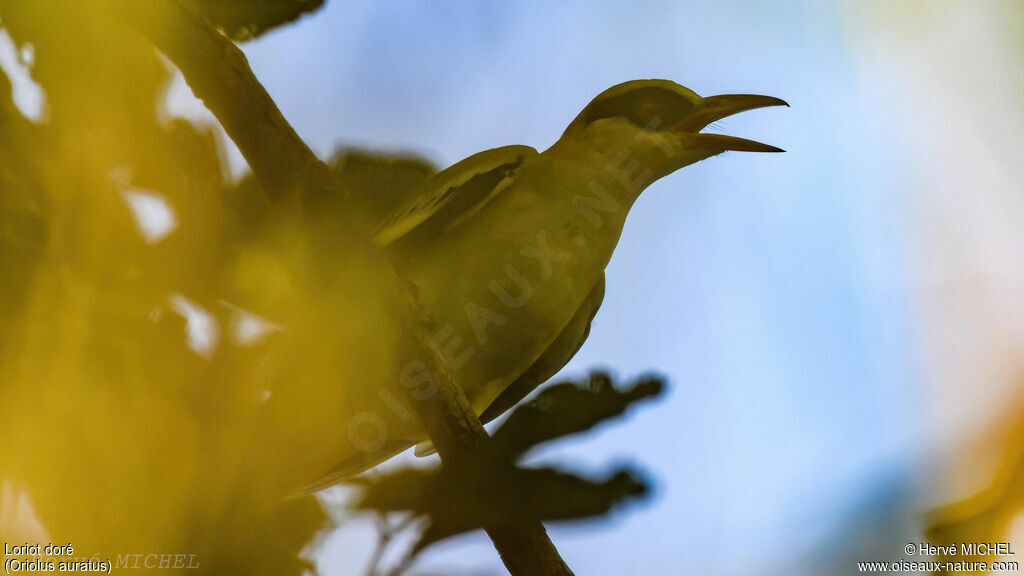 African Golden Oriole male