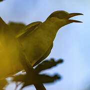 African Golden Oriole