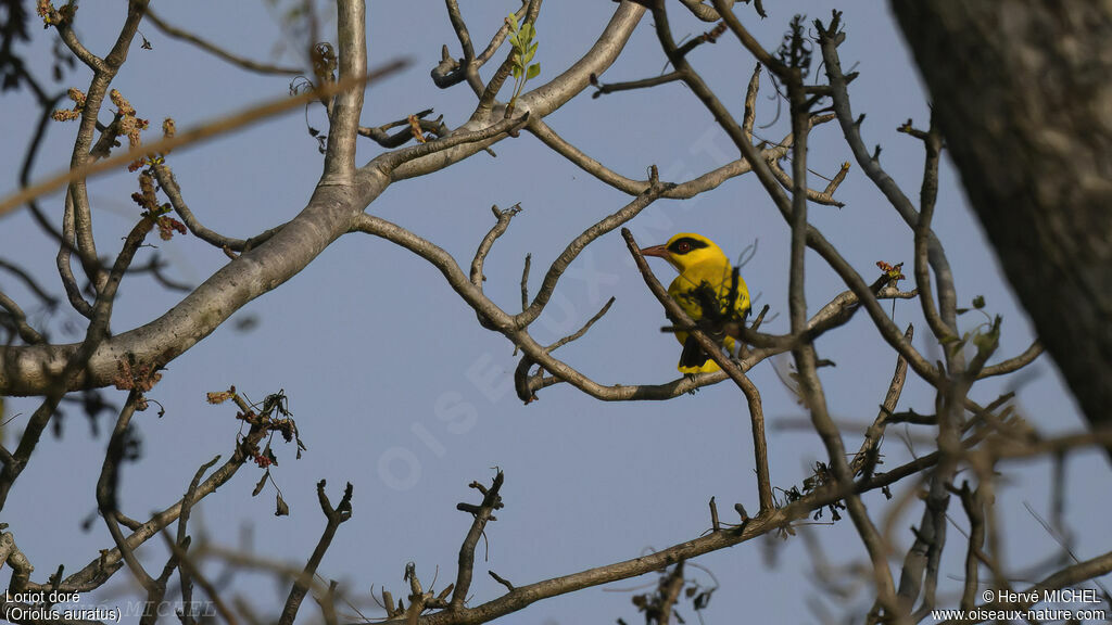 African Golden Oriole male