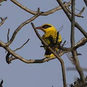 African Golden Oriole