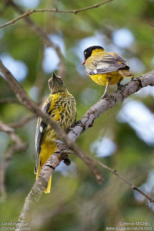 Black-headed Oriole