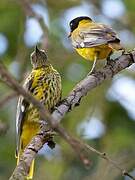 Black-headed Oriole