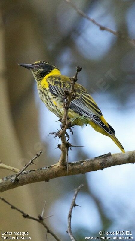 Black-headed Oriolejuvenile