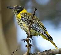 Black-headed Oriole