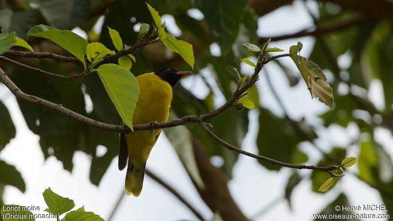 Ethiopian Oriole