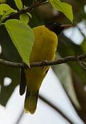 Ethiopian Oriole