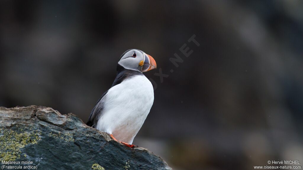 Atlantic Puffin