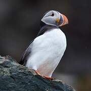 Atlantic Puffin