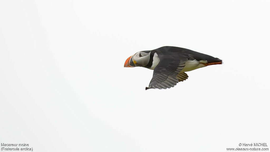 Atlantic Puffinadult breeding