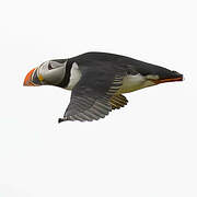 Atlantic Puffin