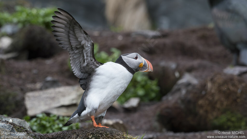 Atlantic Puffinadult breeding