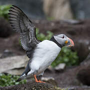 Atlantic Puffin