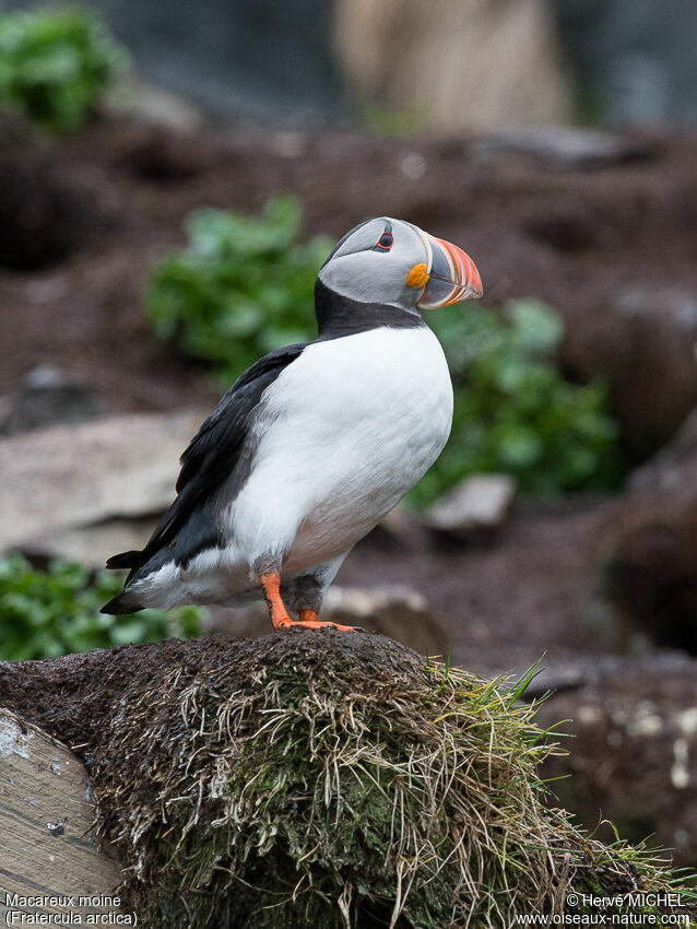 Atlantic Puffinadult breeding