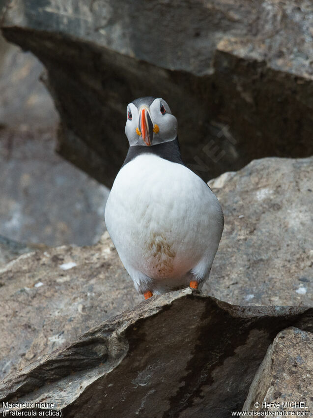 Atlantic Puffinadult breeding